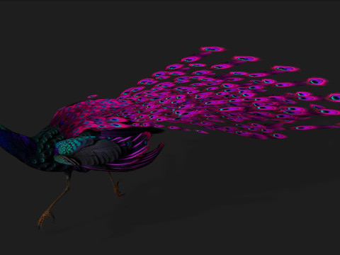 Peacock Black-A2 Modelo 3D