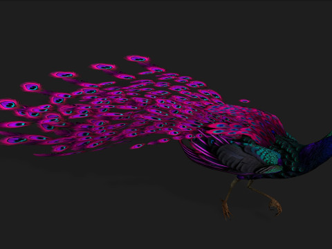 Peacock Black-A2 Modelo 3D