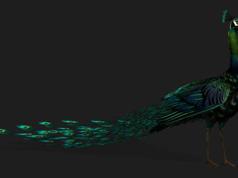 Peacock Black-A3 Modelo 3D