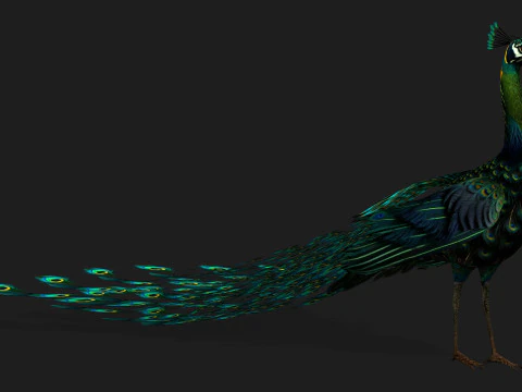 ピーコックブラック-A3 3Dモデル