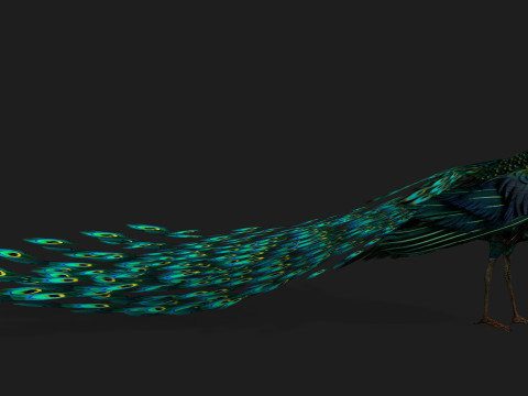 Peacock Black-A3 Modelo 3D