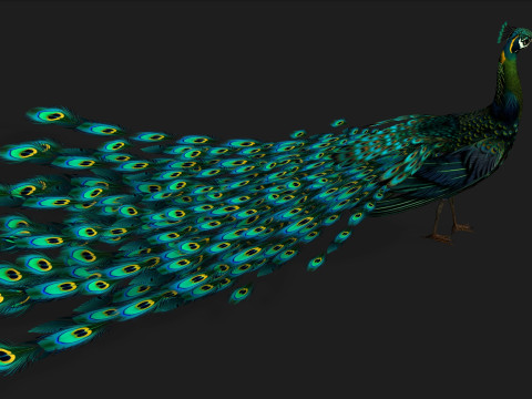 Peacock Black-A3 Modelo 3D