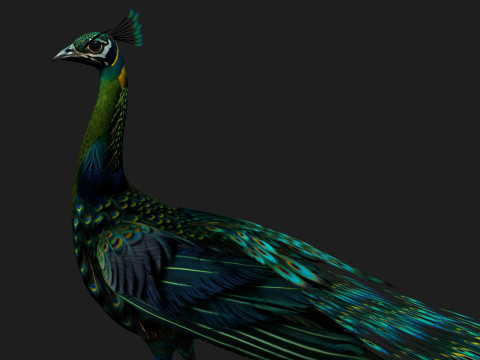 Peacock Black-A3 Modelo 3D