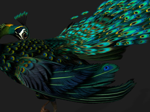 Peacock Black-A3 Modelo 3D
