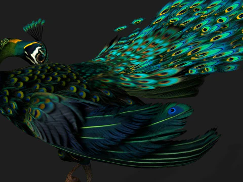 ピーコックブラック-A3 3Dモデル