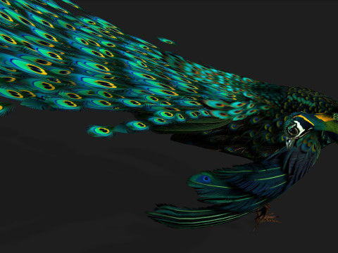 Peacock Black-A3 Modelo 3D