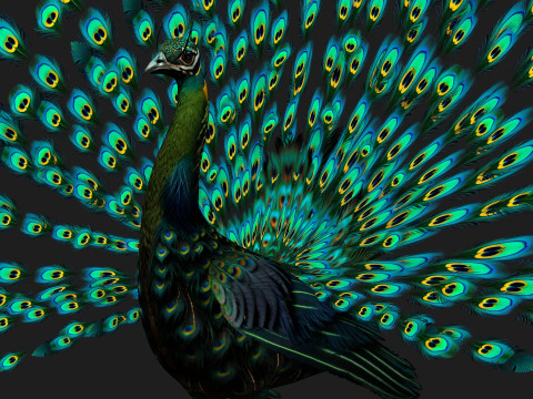 Peacock Black-A3 Modelo 3D