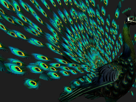 Peacock Black-A3 Modelo 3D