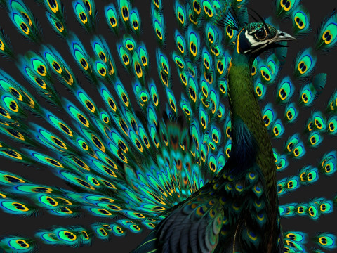 Peacock Black-A3 Modelo 3D