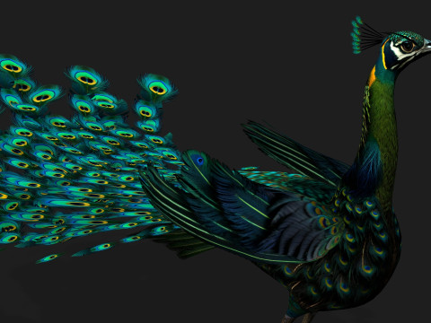Peacock Black-A3 Modelo 3D