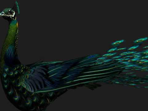 Peacock Black-A3 Modelo 3D