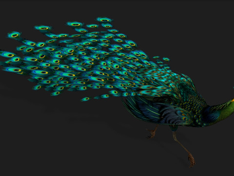 Peacock Black-A3 Modelo 3D