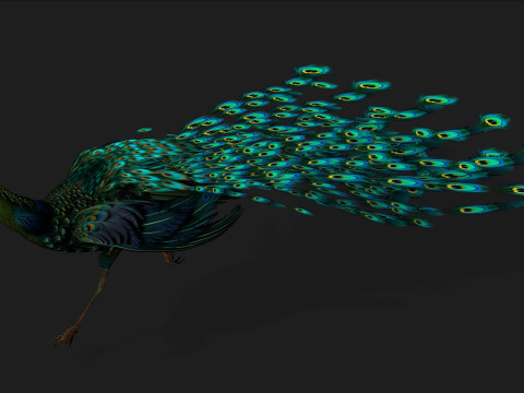 Peacock Black-A3 Modelo 3D