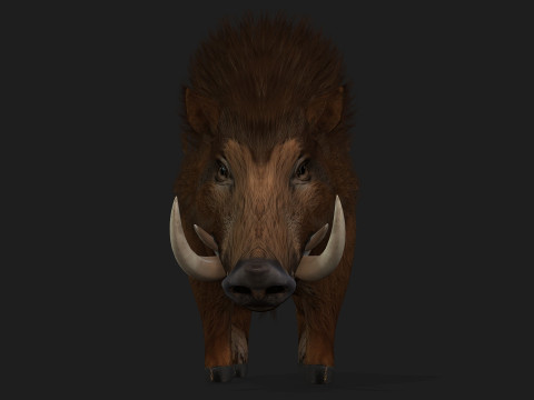 Boar-A1 3D Model