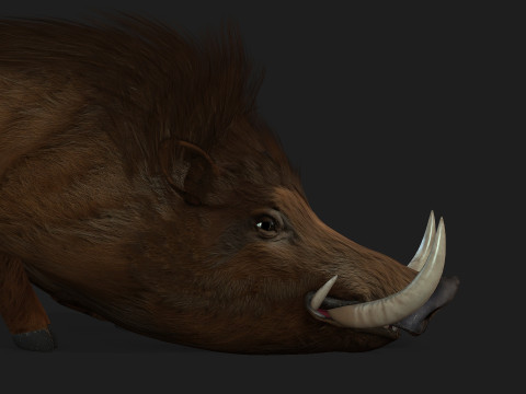 Boar-A1 3D Model
