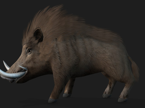 Boar-A2 3D मॉडल