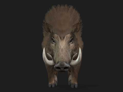 Boar-A2 3D मॉडल