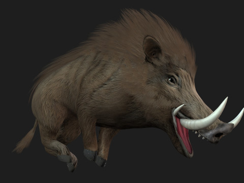 Boar-A2 3D मॉडल
