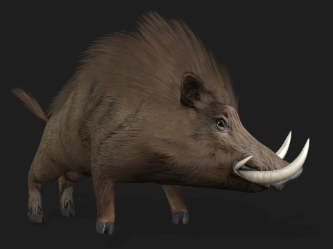 Boar-A2 3D मॉडल