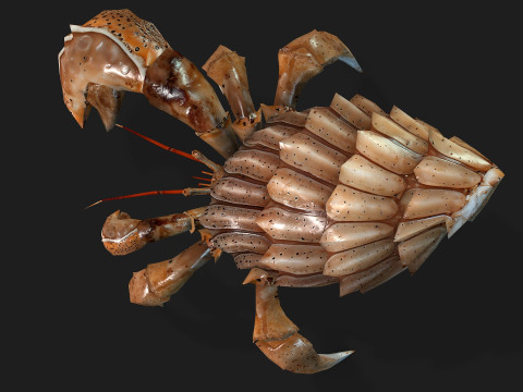 Crab-B2 3D Model