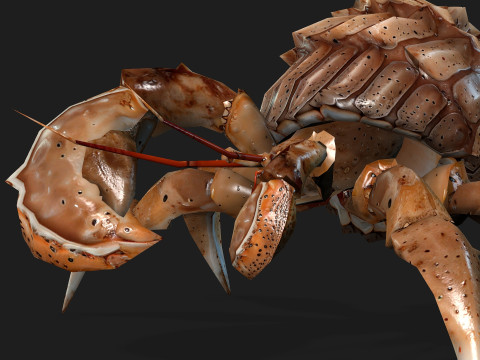 Crab-B2 3D Model
