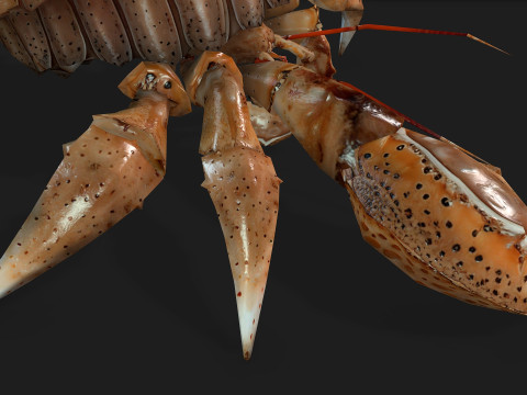 Crab-B2 3D Model