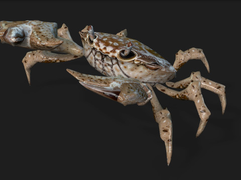 Crab-C2 Model 3D
