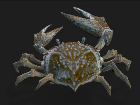 Crab-C2 Model 3D