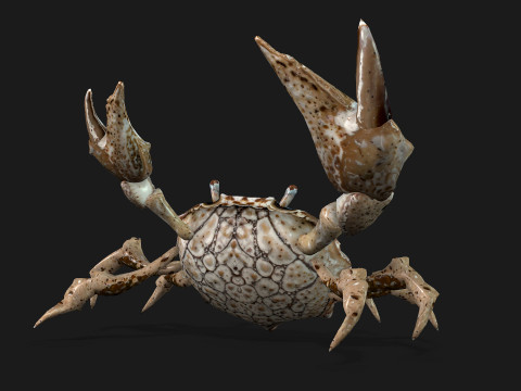 Crab-C2 Model 3D