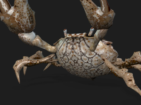Crab-C2 Model 3D