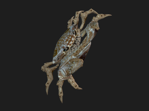 Crab-C2 Model 3D