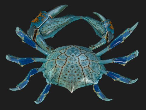 Crab-C3 3D मॉडल