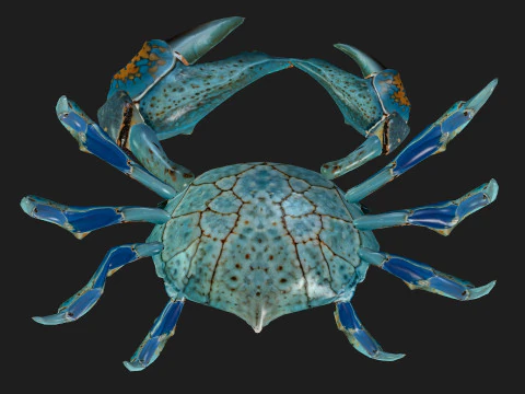 Crab-C3 3D Model