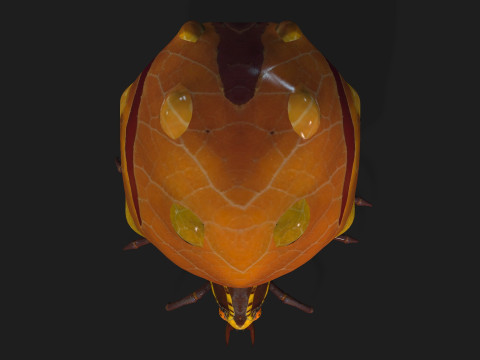 SpiderA2 3D Model