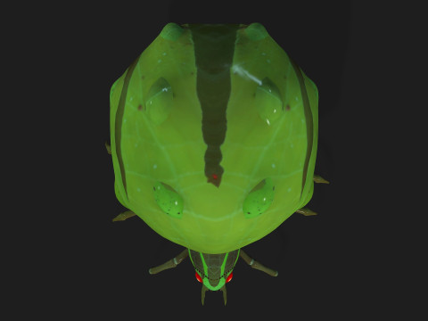 SpiderA3 3D 模型