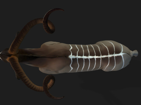 Kudu Model 3D