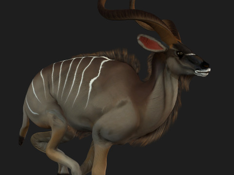 Kudu Model 3D
