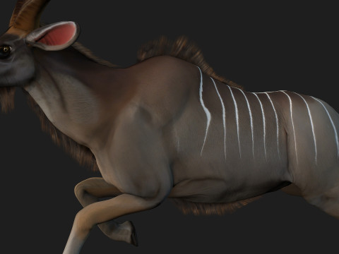 Kudu Model 3D