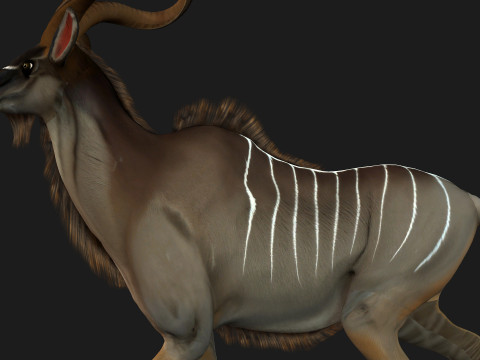 Kudu Model 3D