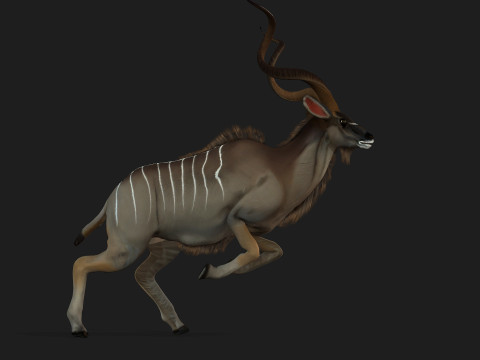 Kudu Model 3D