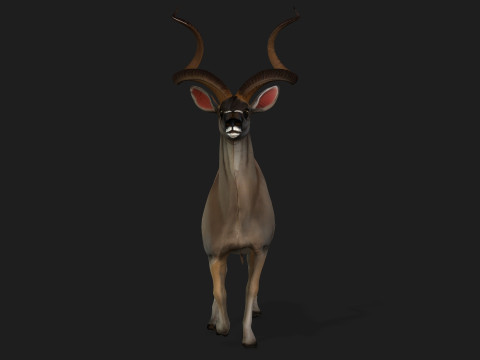 Kudu Model 3D