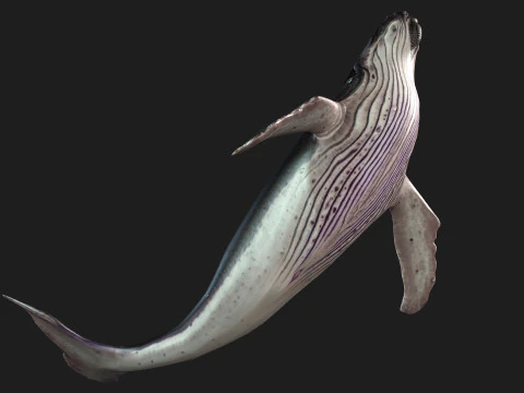 Baleine Modèle 3D