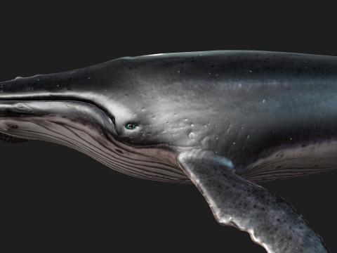 Whale 3Dモデル