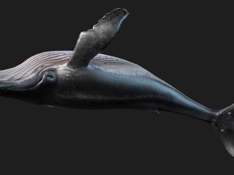 Whale 3Dモデル