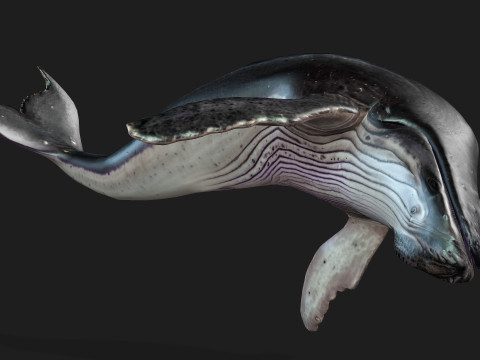 Whale 3Dモデル