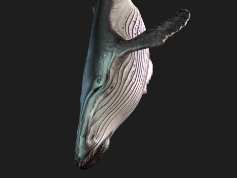 Whale 3Dモデル