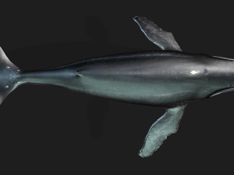 Whale 3Dモデル