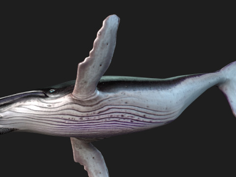 Whale 3Dモデル