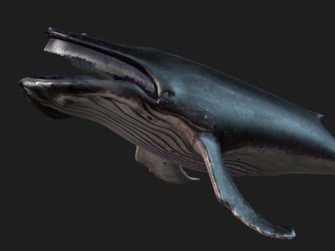 Baleine Modèle 3D