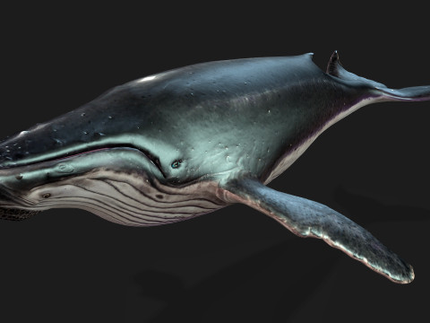 Whale 3Dモデル
